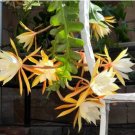 Epiphyllum Anguliger Fishbone Succulent Bonsai Flower Seeds Dark Red Flowers 100 PCS Seeds Epiphyllum Anguliger Fishbone Succulent Bonsai Flower Seeds Dark Red Flowers 100 PCS Seeds