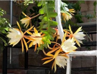 Epiphyllum Anguliger Fishbone Succulent Bonsai Flower Seeds Dark Red Flowers 100 PCS Seeds