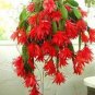 Epiphyllum Anguliger Fishbone Succulent Bonsai Flower Seeds Dark Red Flowers 100 PCS Seeds