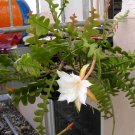 Epiphyllum Anguliger Fishbone Succulent Zig Zag Cactus Hanging Plant 100 PCS Seeds Epiphyllum Anguliger Fishbone Succulent Zig Zag Cactus Hanging Plant 100 PCS Seeds