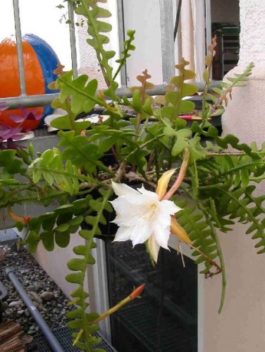 Epiphyllum Anguliger Fishbone Succulent Zig Zag Cactus Hanging Plant 100 PCS Seeds