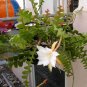 Epiphyllum Anguliger Fishbone Succulent Zig Zag Cactus Hanging Plant 100 PCS Seeds