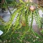 Epiphyllum Anguliger Fishbone Succulent Zig Zag Cactus Hanging Plant 100 PCS Seeds