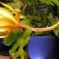 Epiphyllum Anguliger Fishbone Succulent Zig Zag Cactus Hanging Plant 100 PCS Seeds