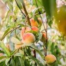 Erly Red Sweet Peach Fruit 1 PCS Seeds