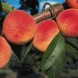 Erly Red Sweet Peach Fruit 1 PCS Seeds