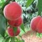 Erly Red Sweet Peach Fruit 1 PCS Seeds