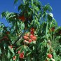 Erly Red Sweet Peach Fruit 1 PCS Seeds