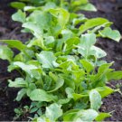 Eruca Salad Rocket Arugula Organic Vegetable 120 PCS Seeds