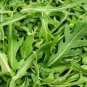 Eruca Salad Rocket Arugula Organic Vegetable 120 PCS Seeds
