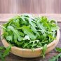 Eruca Salad Rocket Arugula Organic Vegetable 120 PCS Seeds