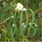 Eucalyptus globules Labill 5 PCS Seeds