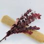Eucalyptus globules Labill 5 PCS Seeds
