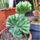 Euphorbia Lactea Perennial Succulent Its Shape is Peculiar and Beautiful 100 PCS Seeds