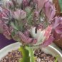 Euphorbia Lactea Perennial Succulent Its Shape is Peculiar and Beautiful 100 PCS Seeds