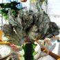Euphorbia Lactea Perennial Succulent Its Shape is Peculiar and Beautiful 100 PCS Seeds