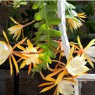 Epiphyllum Anguliger Fishbone Succulent Zig Zag Cactus Hanging Plant 100 PCS Seeds Epiphyllum Anguliger Fishbone Succulent Zig Zag Cactus Hanging Plant 100 PCS Seeds