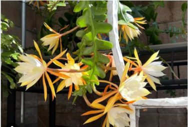 Epiphyllum Anguliger Fishbone Succulent Zig Zag Cactus Hanging Plant 100 PCS Seeds