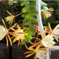 Epiphyllum Anguliger Fishbone Succulent Zig Zag Cactus Hanging Plant 100 PCS Seeds