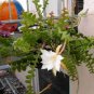 Epiphyllum Anguliger Fishbone Succulent Zig Zag Cactus Hanging Plant 100 PCS Seeds