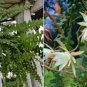 Epiphyllum Anguliger Fishbone Succulent Zig Zag Cactus Hanging Plant 100 PCS Seeds