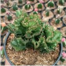 Euphorbia Lactea Seed Perennial Succulent Its Shape is Peculiar 100 PCS Seeds