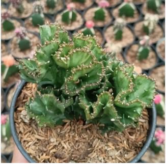 Euphorbia Lactea Seed Perennial Succulent Its Shape is Peculiar 100 PCS Seeds