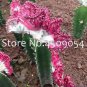 Euphorbia Lactea Seed Perennial Succulent Its Shape is Peculiar 100 PCS Seeds