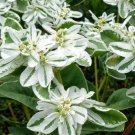 Euphorbia Marginata Pursh Heat Resistant Ever Green Leaf Snow 50 PCS Seeds