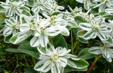 Euphorbia Marginata Pursh Heat Resistant Ever Green Leaf Snow 50 PCS Seeds