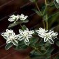 Euphorbia Marginata Pursh Heat Resistant Ever Green Leaf Snow 50 PCS Seeds