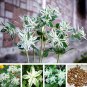 Euphorbia Marginata Pursh Heat Resistant Ever Green Leaf Snow 50 PCS Seeds