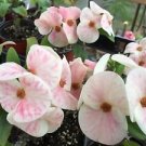 Euphorbia Milii Hybrid Middle 100 PCS Seeds