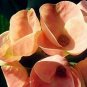 Euphorbia Milii Hybrid Middle 100 PCS Seeds