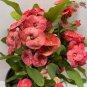 Euphorbia Milii Hybrid Middle 100 PCS Seeds