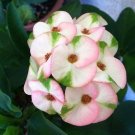 Euphorbia Milii Hybrid Middle Big Flowers Crown Of Thorns Graptopetalum Rusbyi MIX 100 PCS Seeds