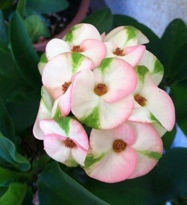 Euphorbia Milii Hybrid Middle Big Flowers Crown Of Thorns Graptopetalum Rusbyi MIX 100 PCS Seeds