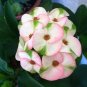 Euphorbia Milii Hybrid Middle Big Flowers Crown Of Thorns Graptopetalum Rusbyi MIX 100 PCS Seeds