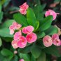 Euphorbia Milii Hybrid Middle Big Flowers Crown Of Thorns Graptopetalum Rusbyi MIX 100 PCS Seeds