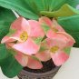 Euphorbia Milii Hybrid Middle Big Flowers Crown Of Thorns Graptopetalum Rusbyi MIX 100 PCS Seeds