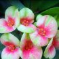 Euphorbia Milii Hybrid Middle Big Flowers Crown Of Thorns Graptopetalum Rusbyi MIX 100 PCS Seeds