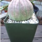 Euphorbia obesa Basketball Sea Urchin 2 PCS Seeds