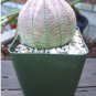 Euphorbia obesa Basketball Sea Urchin 2 PCS Seeds