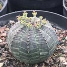 Euphorbia Obesa Basketball Sea Urchin 100 PCS Seeds