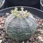 Euphorbia Obesa Basketball Sea Urchin 100 PCS Seeds
