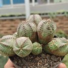 Euphorbia obesa Basketball Sea Urchin Bonsai 100 PCS Seeds