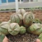 Euphorbia obesa Basketball Sea Urchin Bonsai 100 PCS Seeds