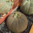 Euphorbia obesa Flower, Real Mini Euphorbia obesa Flores Perennial Plant 100 PCS Seeds