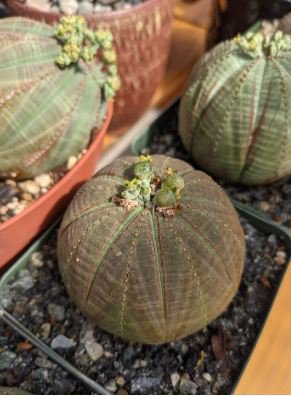 Euphorbia obesa Flower, Real Mini Euphorbia obesa Flores Perennial Plant 100 PCS Seeds