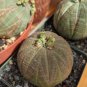 Euphorbia obesa Flower, Real Mini Euphorbia obesa Flores Perennial Plant 100 PCS Seeds